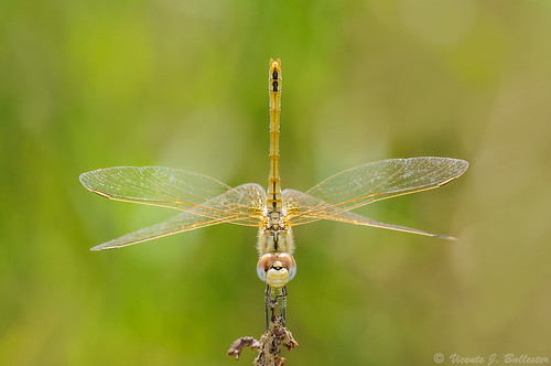 insectos macro dragonflies insects libélulas odonatos