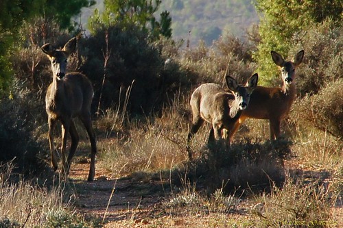 españa fauna geotagged spain europa wildlife deer cuenca castillalamancha ciervos salinasdelmanzano luciojosemartinezgonzalez geo:lat=400982451111111 geo:lon=156620066666667