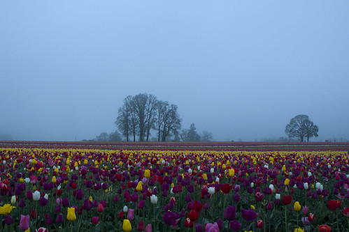 flowers oregon sunrise flora nikon tulips woodburn d90 woodenshoefestival