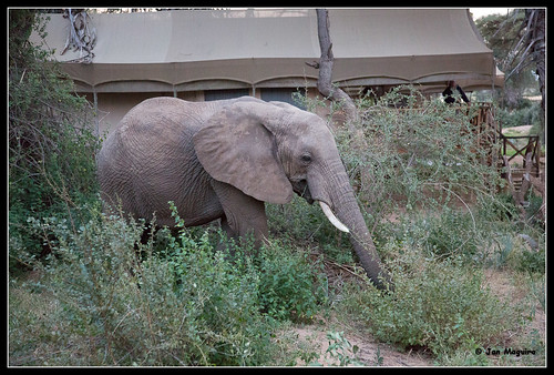 africa elephant kenya safari eastern samburu canon5dmarkiii canongpe2