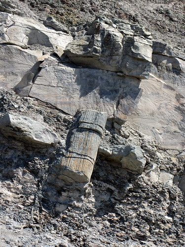 canada fossil novascotia unescoworldheritagesite joggins sigillaria jogginsfossilcliffs