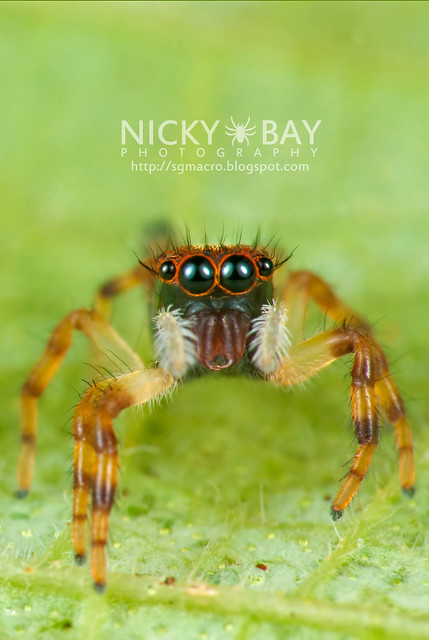 Jumping Spider (Salticidae) - DSC_5505