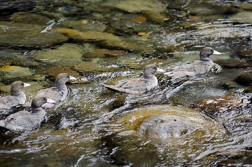blue march duck stream release rapids endangered doc 13 2014 yorkrd blueduck egmontnationalpark nikkor300mm28 status:iucn=endangered nikond7000 taxonomy:binomial=hymenolaimusmalacorhynchos taxonomy:common=blueduck taxonomy:common=whio