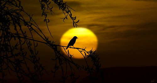 sun bird nature leaves animal silhouette sunrise bush