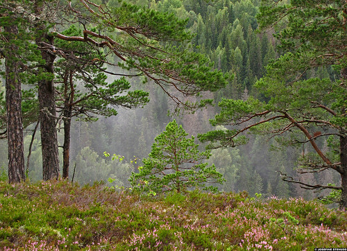 trip travel vacation favorite mist holiday tree travelling green nature norway fog pine forest landscape norge scenery europe earth heather norden skandinavien scenic canyon skog ravine traveling scandinavia dis precipice scandinavian ravines tellus dimma nordiccountries catchycolorsgreen 2011 stup forested gsgsgs canonpowershotsx10is photophotospicturepicturesimageimagesfotofotonbildbilder 10aug2011 ratexlasnorwaytrip2011
