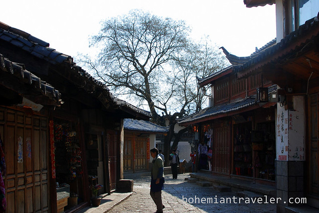 Lijiang tree