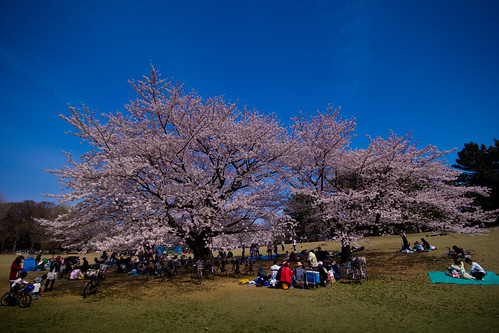 japan tokyo places 桜 cherryblossom sakura nerima 花見 cherryblossomviewing hikarigaoka bentorode