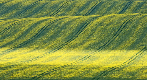 green yellow landscape agriculture wiltshire legacy ridgway oilseedrape andtheysayyellowansdgreenshouldtbeseen seenfromhackpenhill