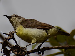Purple-rumped Sunbird (Female)
