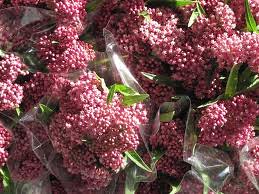Pink Asclepias