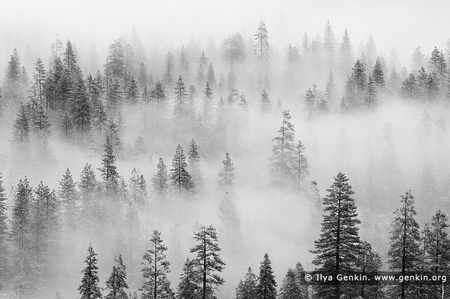 Pine Trees in Clouds After a Snow Storm, Yosemite Valley ...