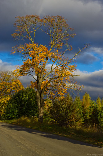 road autumn sky tree clouds landscape 20121010003