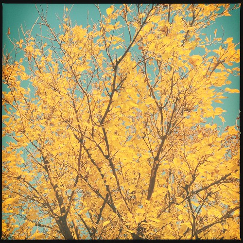 autumn light sky sun tree fall leaves yellow sunrise bluesky goldenhour sunbeams iphone hipstamatic byvanessaray