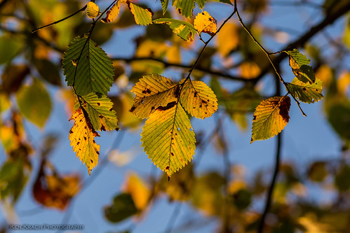 autumn trees fall leaves sunrise maryland
