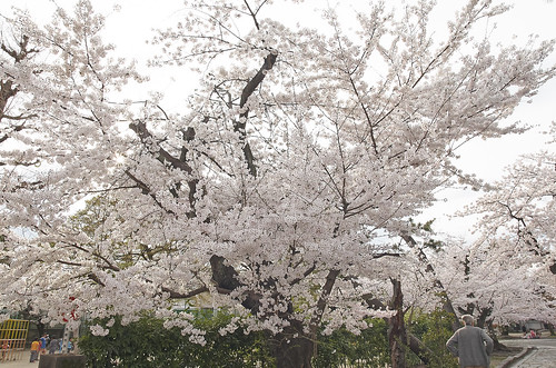 【写真】2014 桜 : 立本寺/2020-03-01/IMGP5756