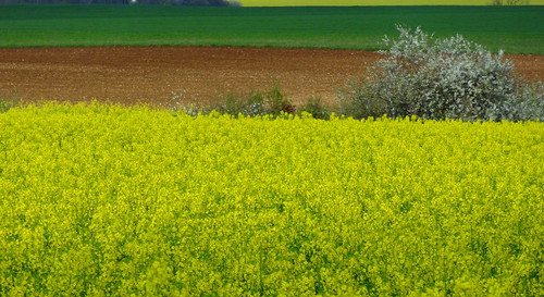 france yellow jaune spring champs bloom fields printemps charente springtime colza