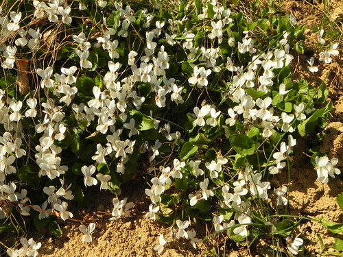9 Viola alba=Violette blanche