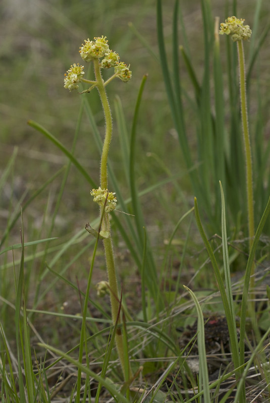 Peak Saxifrage ~ Micranthes nidifica