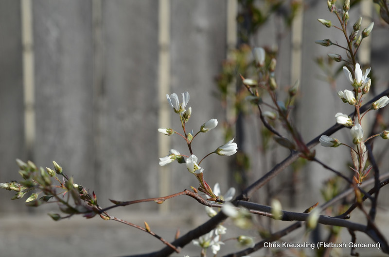 Amelanchier x grandiflora 'Autumn Brilliance'