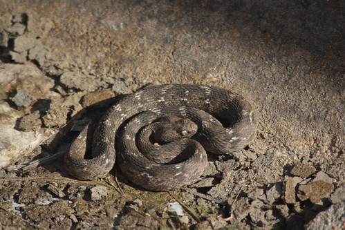 snake wildlife mountabu reptiles gurushikhar
