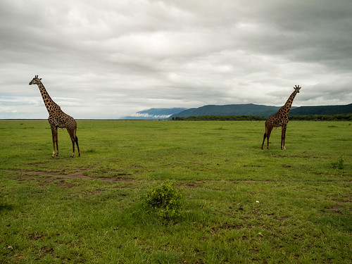 africa animals tanzania giraffe arusha naturelandscape