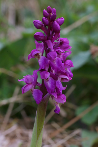 Early Purple Orchid, Orchis mascula