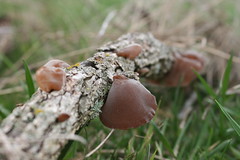 Wild Jelly Ear Mushrooms - Missouri USA