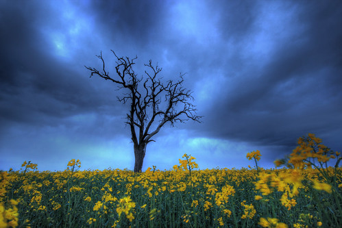 sky storm tree field rain clouds photoshop canon dead eos spring blossom dramatic sigma 1020 hdr highdynamicrange rapeseed photomatix 550d