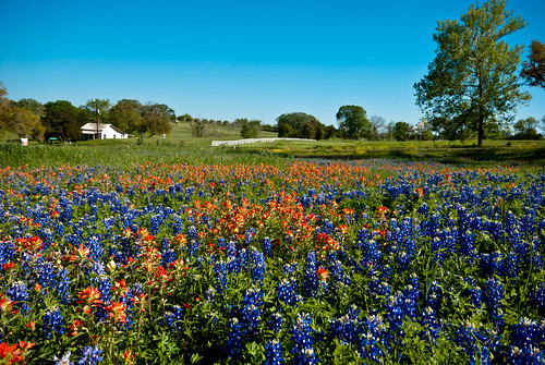 flowers spring texas independence bluebonnets