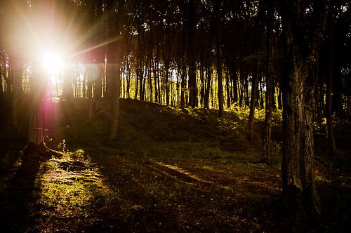 light sun nature forest hungary máriaújfalu