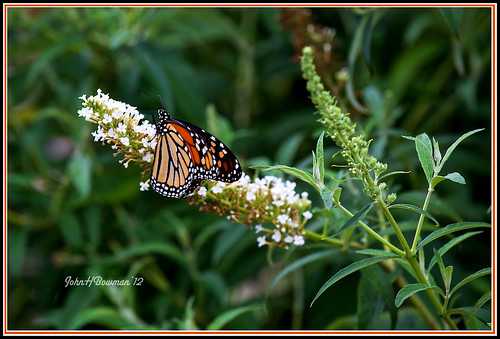 virginia henricocounty parks localparks lewisginterbotanicalgarden animals smallanimals butterflies monarch july2012 july 2012 canon702004l