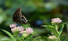 Spicebush swallowtail