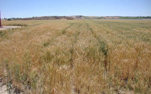 oregon landscapes or wheat malheurcounty