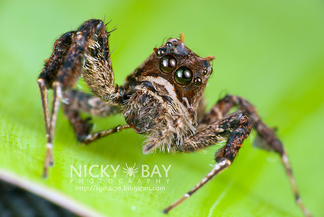 Jumping Spider (Portia sp.) - DSC_5646
