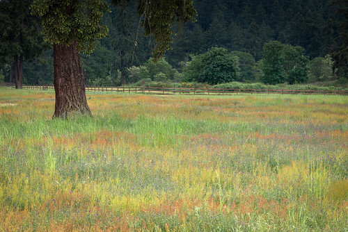 park trees field washington nikon grasses lakewood d610 springcolors fortsteilacoompark