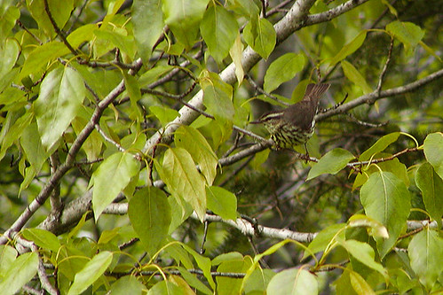 bird wildlife birding ornithology birdwatching oiseau faune ornithologie northernwaterthrush parulinedesruisseaux