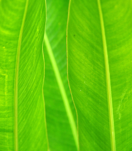 plant abstract macro green nature closeup leaf southeastasia ii laos muangngoi laopdr nikond90 updatecollection colingrubbs