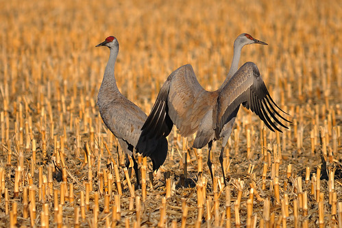 nature birds nikon wildlife sigma cranes migration sandhill d90 150500mm