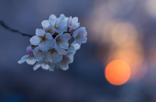 flowers japan tokyo places 桜 cherryblossom sakura nerima hanami 2012 さくら 花見 cherryblossomviewing hikarigaoka 光が丘 bentorode