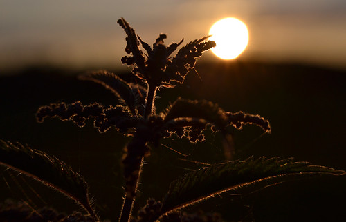 county sunset summer sun sunshine silhouette backlight evening july down backlit setting urtica dioica nettle countydown stingingnettle urticadioica stinging commonnettle tullynacree
