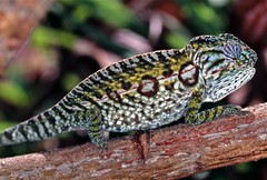 Carpet Chameleon (Furcifer lateralis) female