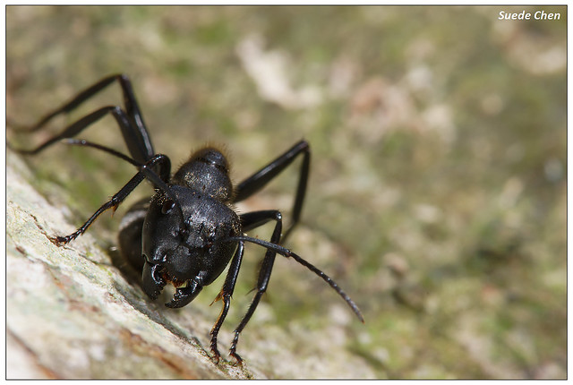 大黑巨山蟻 Camponotus friedae Forel, 1912