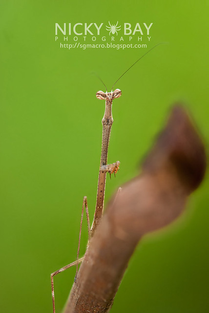 Stick Mantis? (Mantodea) - DSC_7070