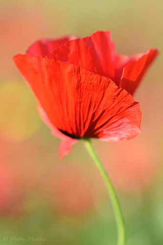 flores primavera rojo flor poppy campo roja amapola