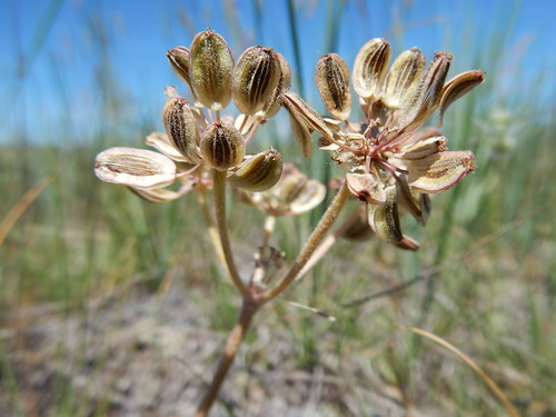 montana native glasgow herb perennial apiaceae valleycounty lomatiumfoeniculaceum sagebrushsteppe wyomingbigsagebrush desertbiscuitroot bentoniteroad