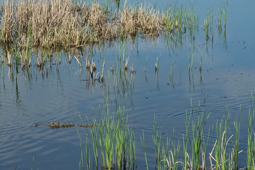 wildlife alligator national american wilderness refuge class1 bullsisland caperomain