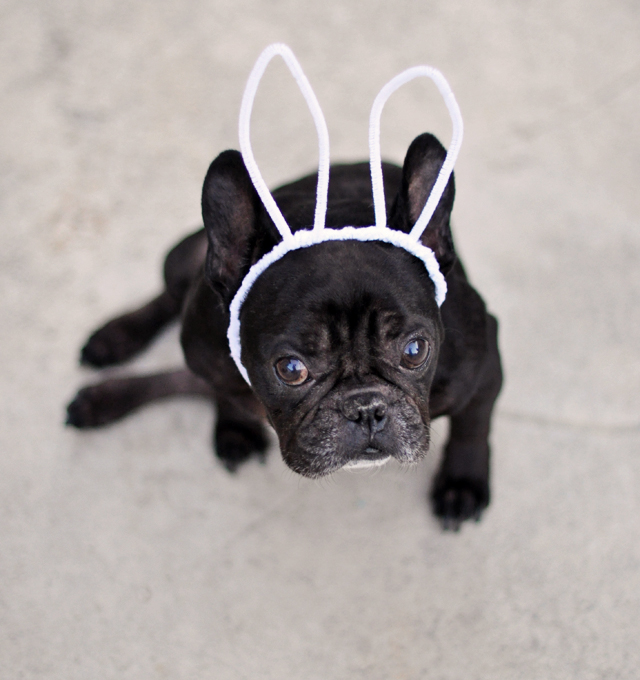 french bulldog with bunny  ears