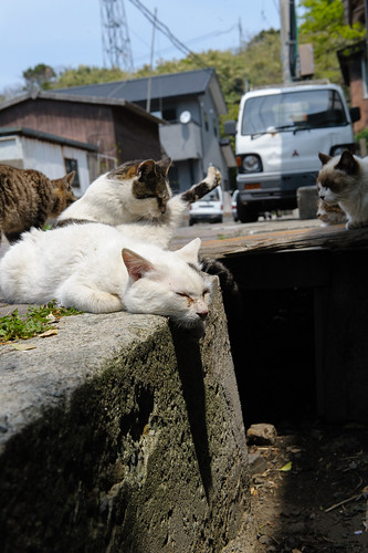 japan cat nikon 日本 猫 ねこ straycat 福岡県 ainoshima d700 藍島 北九州市
