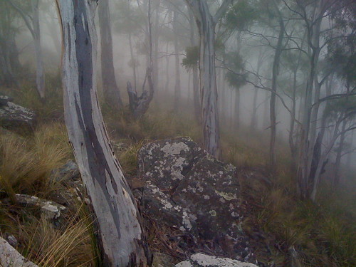 rumney mist australia mount tasmania eucalyptus hobart iphone iphonephoto markfountainphoto markfountain52 eucalyptuspulchella