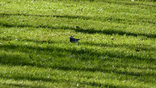 france nature birds berry alba centre cher oiseaux motacilla grise motacillidae bergeronnette mehunsuryèvre mehunsuryévre